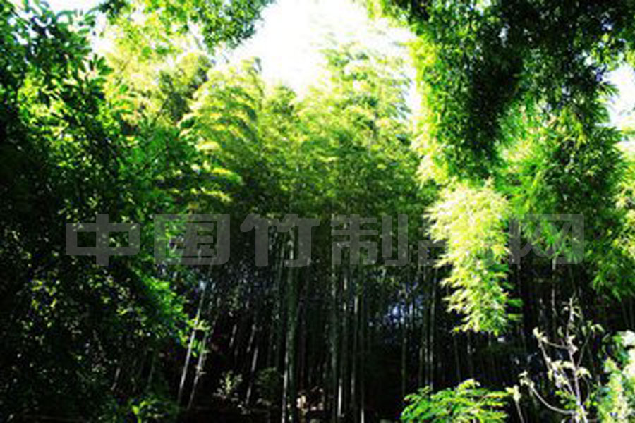 绿化苗木  楠竹